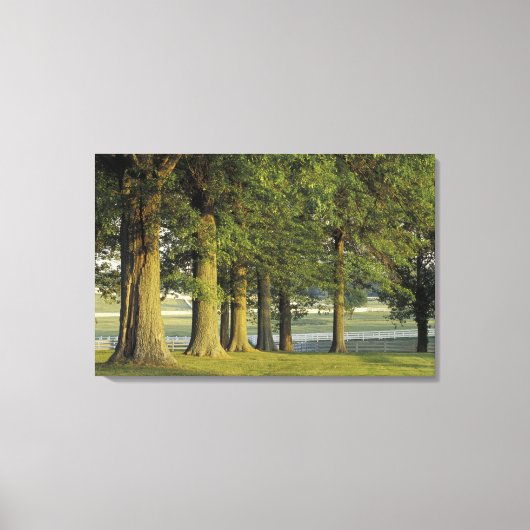 VS, Kentucky, Lexington. Rij bomen en Canvas Afdruk (Voorkant)