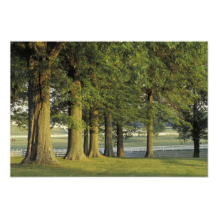 VS, Kentucky, Lexington. Rij bomen en Foto Afdruk