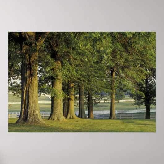 VS, Kentucky, Lexington. Rij bomen en Poster (Voorkant)