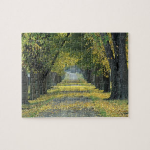 VS, Kentucky, Louisville. Boomrijke weg in Legpuzzel