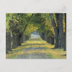 VS, Kentucky, Louisville. Met bomen bediende weg i Briefkaart