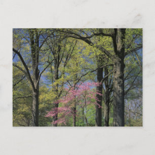 VS, Kentucky, Louisville. Oosterse Judasboom Briefkaart