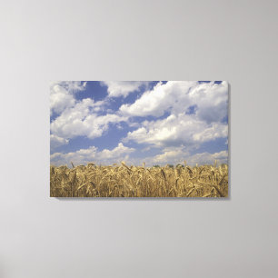 VS, Kentucky, Louisville. Tarwegewas en Canvas Afdruk