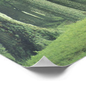 VS, Kentucky. Rij bomen in de lente Poster (Hoek)