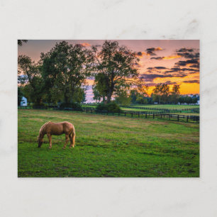 VS, Lexington, Kentucky. Eenzaam paard bij zonsond Briefkaart