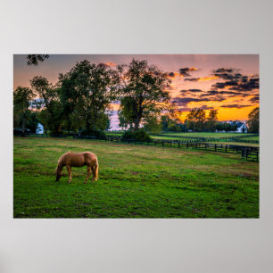 VS, Lexington, Kentucky. Eenzaam paard bij zonsond Poster