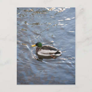 VS, Maine, Camden, Mallard Duck op het meer Briefkaart