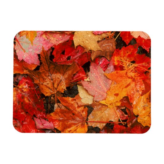 VS, Maine. Herfst esdoornbladeren Magneet (Horizontaal)