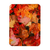 VS, Maine. Herfst esdoornbladeren Magneet (Verticaal)