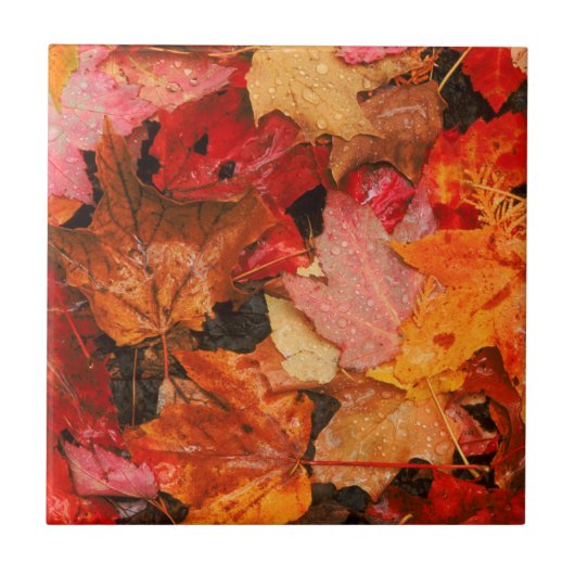 VS, Maine. Herfst esdoornbladeren Tegeltje (Voorkant)