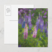VS, Maine, Southwest Harbour. Blooming lupine Briefkaart (Voorkant / Achterkant)