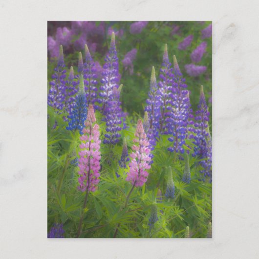 VS, Maine, Southwest Harbour. Blooming lupine Briefkaart (Voorkant)