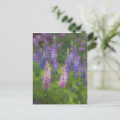 VS, Maine, Southwest Harbour. Blooming lupine Briefkaart (Staand voorkant)