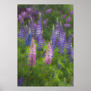 VS, Maine, Southwest Harbour. Blooming lupine Poster