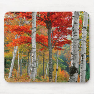 VS, Maine, Wyman Lake. Berkenbos Muismat