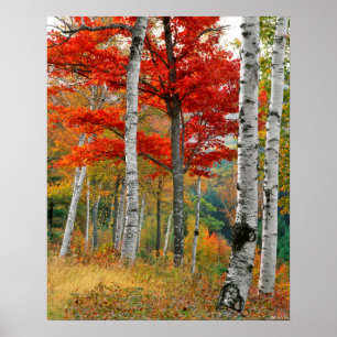 VS, Maine, Wyman Lake. Berkenbos Poster
