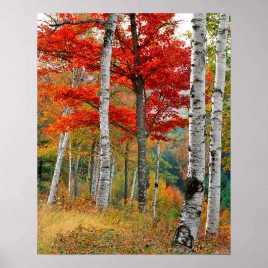 VS, Maine, Wyman Lake. Berkenbos Poster (Voorkant)