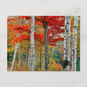 VS, Maine, Wyman Lake. Vogelbos Briefkaart