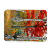 VS, Maine, Wyman Lake. Vogelbos Magneet (Horizontaal)