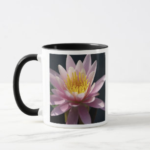 VS, Massachusetts, Great Barrington, waterleliebla Mok