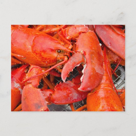 VS, Massachusetts, Martha's Vineyard Briefkaart (Voorkant)