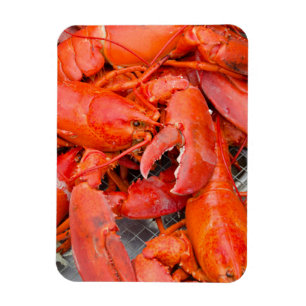 VS, Massachusetts, Martha's Vineyard Magneet
