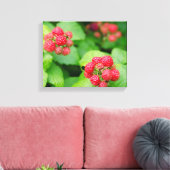 VS, Massachusetts, Nantucket. Rijpe frambozen Canvas Afdruk (Insitu (Woonkamer))