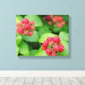 VS, Massachusetts, Nantucket. Rijpe frambozen Canvas Afdruk (Insitu (Houten vloer))