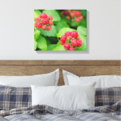 VS, Massachusetts, Nantucket. Rijpe frambozen Canvas Afdruk (Insitu (Slaapkamer))