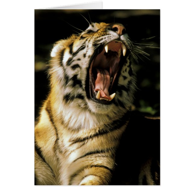 VS, Michigan, Detroit. Detroit Zoo, tijger 2 (Voorkant)