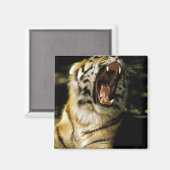 VS, Michigan, Detroit. Detroit Zoo, tijger 2 Magneet (Voorkant / Achterkant)