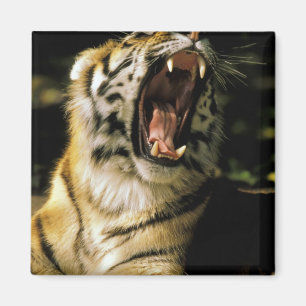 VS, Michigan, Detroit. Detroit Zoo, tijger 2 Magneet