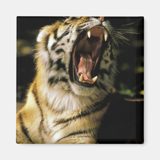 VS, Michigan, Detroit. Detroit Zoo, tijger 2 Magneet (Voorkant)