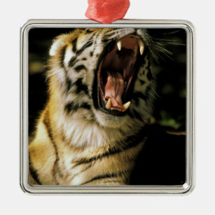 VS, Michigan, Detroit. Detroit Zoo, tijger 2 Metalen Ornament
