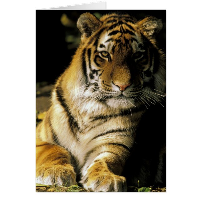 VS, Michigan, Detroit. Detroit Zoo, tijger 3 (Voorkant)