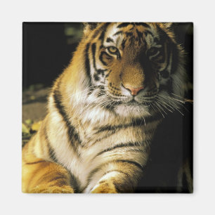 VS, Michigan, Detroit. Detroit Zoo, tijger 3 Magneet