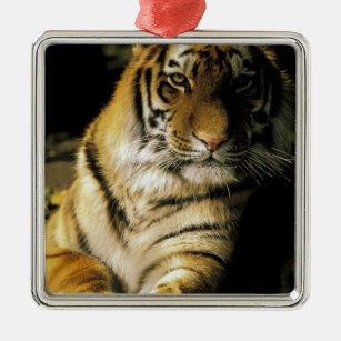 VS, Michigan, Detroit. Detroit Zoo, tijger 3 Metalen Ornament