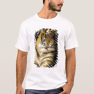 VS, Michigan, Detroit. Detroit Zoo, tijger 3 T-shirt