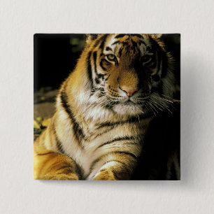 VS, Michigan, Detroit. Detroit Zoo, tijger 3 Vierkante Button 5,1 Cm