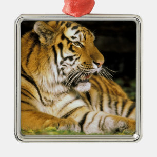 VS, Michigan, Detroit. Detroit Zoo, tijger bij Metalen Ornament