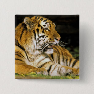 VS, Michigan, Detroit. Detroit Zoo, tijger bij Vierkante Button 5,1 Cm