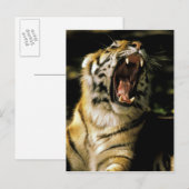 VS, Michigan, Detroit. Detroit Zoo, tijger Briefkaart (Voorkant / Achterkant)