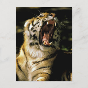 VS, Michigan, Detroit. Detroit Zoo, tijger Briefkaart