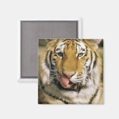 VS, Michigan, Detroit. Detroit Zoo, tijger Magneet (Voorkant / Achterkant)