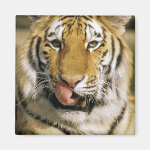 VS, Michigan, Detroit. Detroit Zoo, tijger Magneet