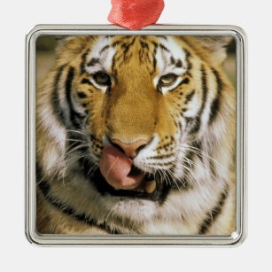 VS, Michigan, Detroit. Detroit Zoo, tijger Metalen Ornament