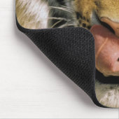 VS, Michigan, Detroit. Detroit Zoo, tijger Muismat (Hoek)