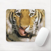 VS, Michigan, Detroit. Detroit Zoo, tijger Muismat (Met muis)