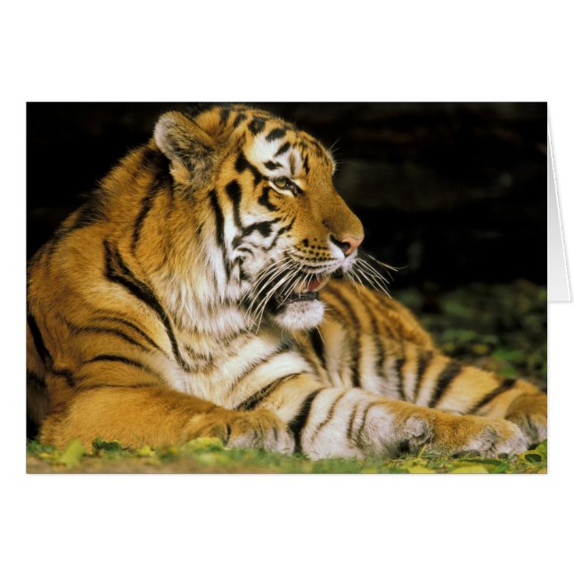 VS, Michigan, Detroit. Detroit Zoo, tijger op (Voorkant Horizontaal)