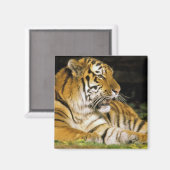 VS, Michigan, Detroit. Detroit Zoo, tijger op Magneet (Voorkant / Achterkant)